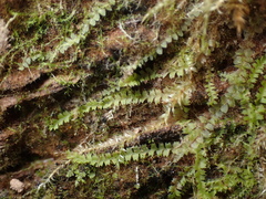 Lophocolea bidentata