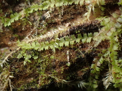 Lophocolea bidentata