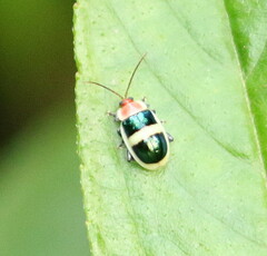 Galerucinae