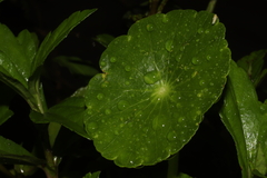 Hydrocotyle umbellata image