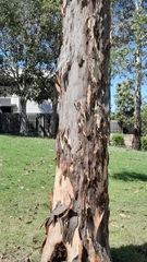 Corymbia maculata