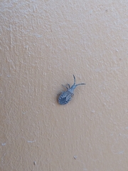 Scolopocerus secundarius