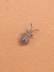 Scolopocerus secundarius