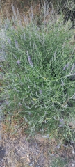 Mirandea grisea