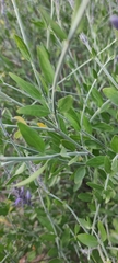 Mirandea grisea