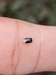 Geocoris erythrocephalus