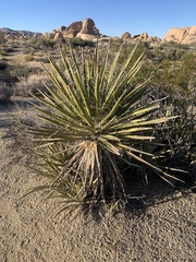 Yucca schidigera