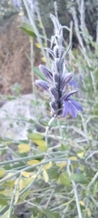 Mirandea grisea