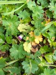 Hydrocotyle moschata