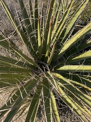 Yucca schidigera