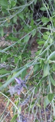 Mirandea grisea