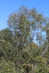 Corymbia hylandii