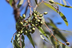 Corymbia hylandii