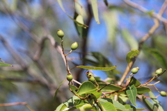 Corymbia hylandii