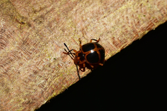 Corynomalus vestitus