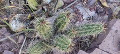 Echinocereus enneacanthus enneacanthus