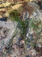 Phyllospadix torreyi