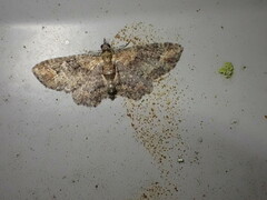 Pasiphilodes testulata