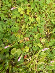Oxalis articulata