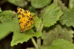 Pseudopanthera macularia