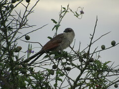 Centropus superciliosus