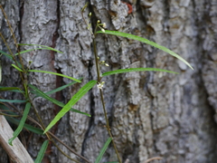 Parsonsia capsularis