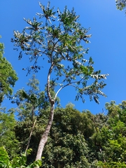 Dysoxylum gaudichaudianum