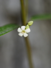 Parsonsia capsularis