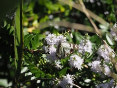 Belenois java teutonia