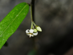 Parsonsia capsularis