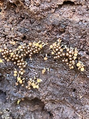 Hemitrichia decipiens