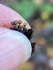 Hemitrichia decipiens