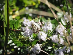 Belenois java teutonia