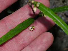 Parsonsia capsularis