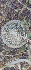 Mammillaria grusonii