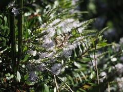 Belenois java teutonia