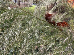 Eupatorium capillifolium