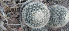 Mammillaria grusonii
