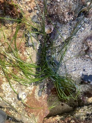 Phyllospadix torreyi