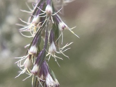 Eupatorium capillifolium