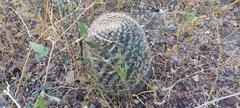 Mammillaria grusonii