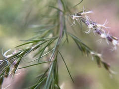 Eupatorium capillifolium