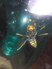 Vespa velutina