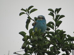 Coracias abyssinicus
