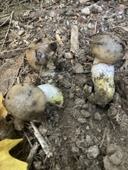 Gomphidius oregonensis