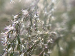 Eupatorium capillifolium