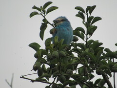 Coracias abyssinicus