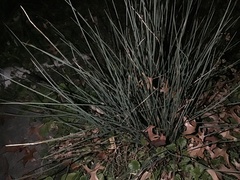 Allium vineale