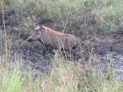Phacochoerus africanus massaicus