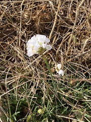 Armeria maritima